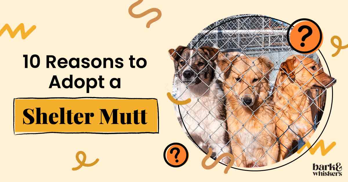 Should You Adopt a Shelter Dog With Behavior Issues?