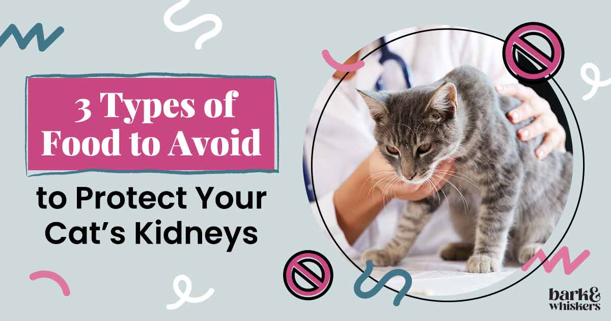 3 Types of Food to Avoid to Protect Your Cat's Kidneys