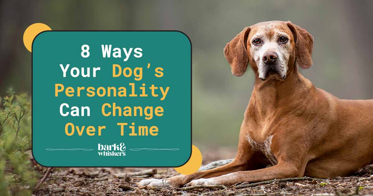 8 Ways Your Dog's Personality Can Change Over Time