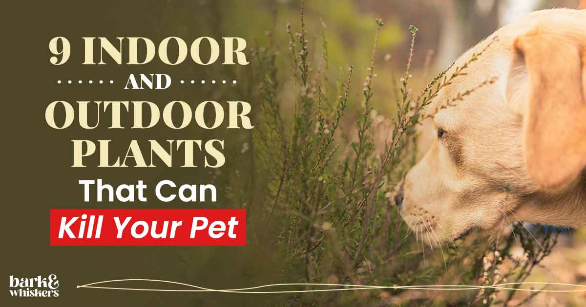 9 Indoor and Outdoor Plants That Can Kill Your Pet