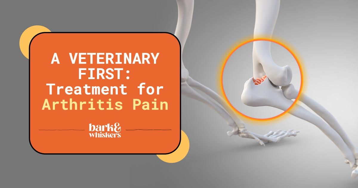 A Veterinary First Treatment for Arthritis Pain
