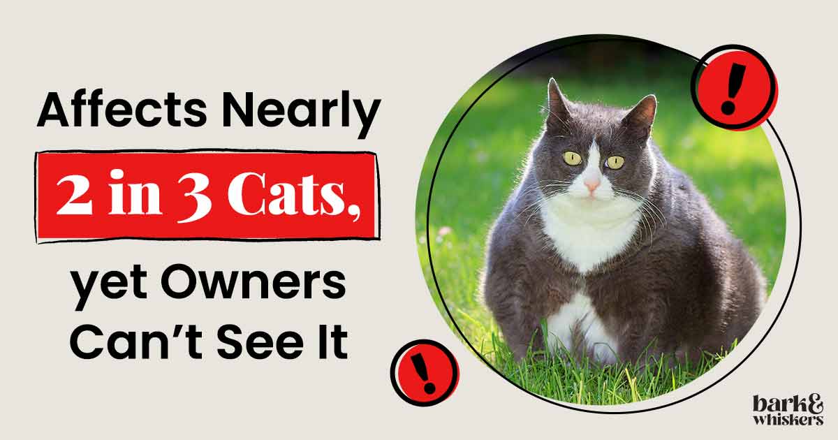 Obesity Affects Nearly 2 in 3 Cats, Yet Owners Can't See It