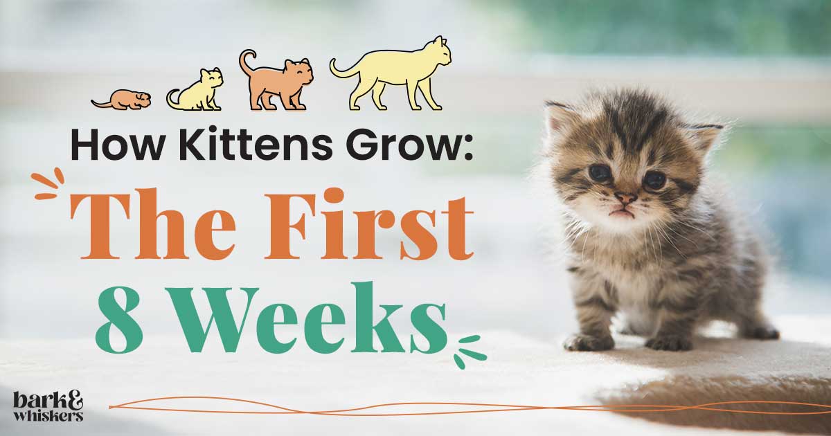 The Magical Journey of a Kitten's Life