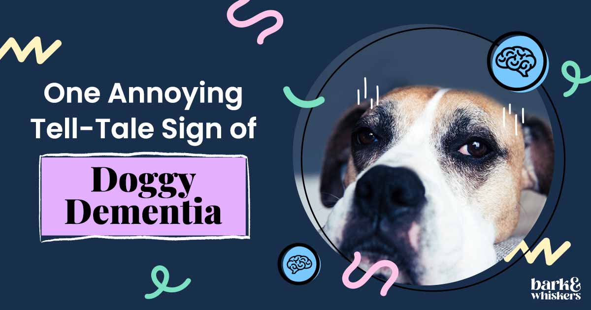 One Annoying TellTale Sign of Doggy Dementia