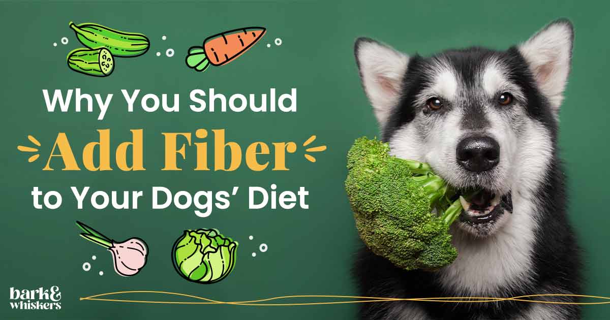 how-much-fiber-does-your-dog-really-need