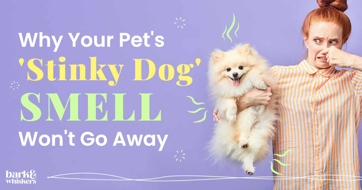 Yeast Infections in Dogs