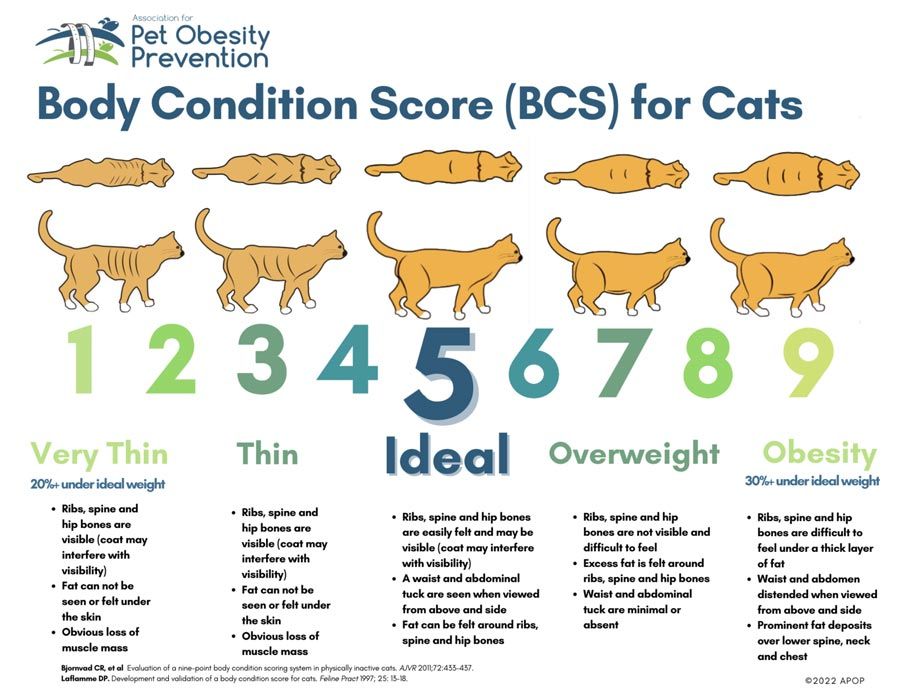 body condition score for cats