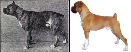 boxer dog