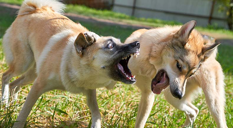 Learn How to Break Up a Dogfight and Come Out Unscathed