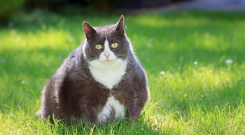 Overweight Cat - Risks and Treatments – PetCubes