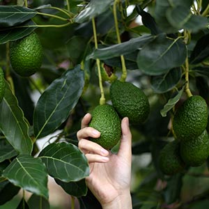 avocados