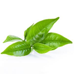 green tea fun fact
