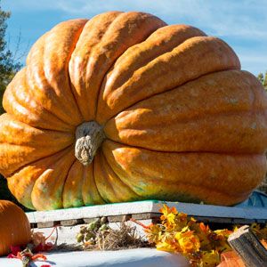 pumpkin