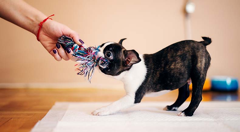 7 Brain Games to Enjoy With Your Dog