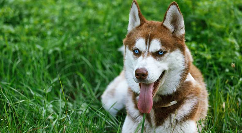 When Your Dog s Panting Might Mean Trouble