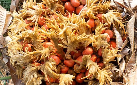 leaves and seeds of sago palm