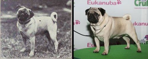 pug dog