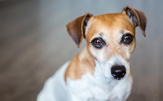 sad dog