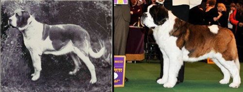 saint bernard