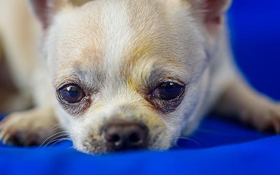 stressed dog