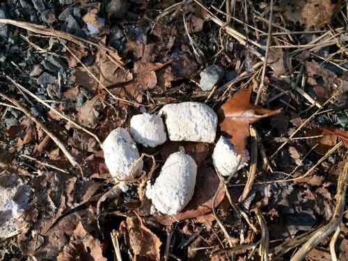 stool of dog fed raw diet with too much calcium