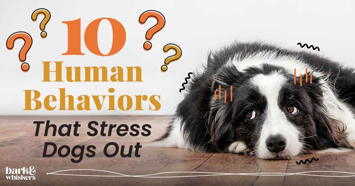 10 Human Behaviors That Stress Dogs Out