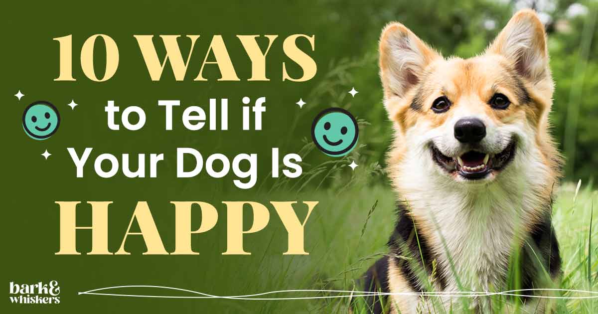10 Ways to Tell If Your Dog Is Happy