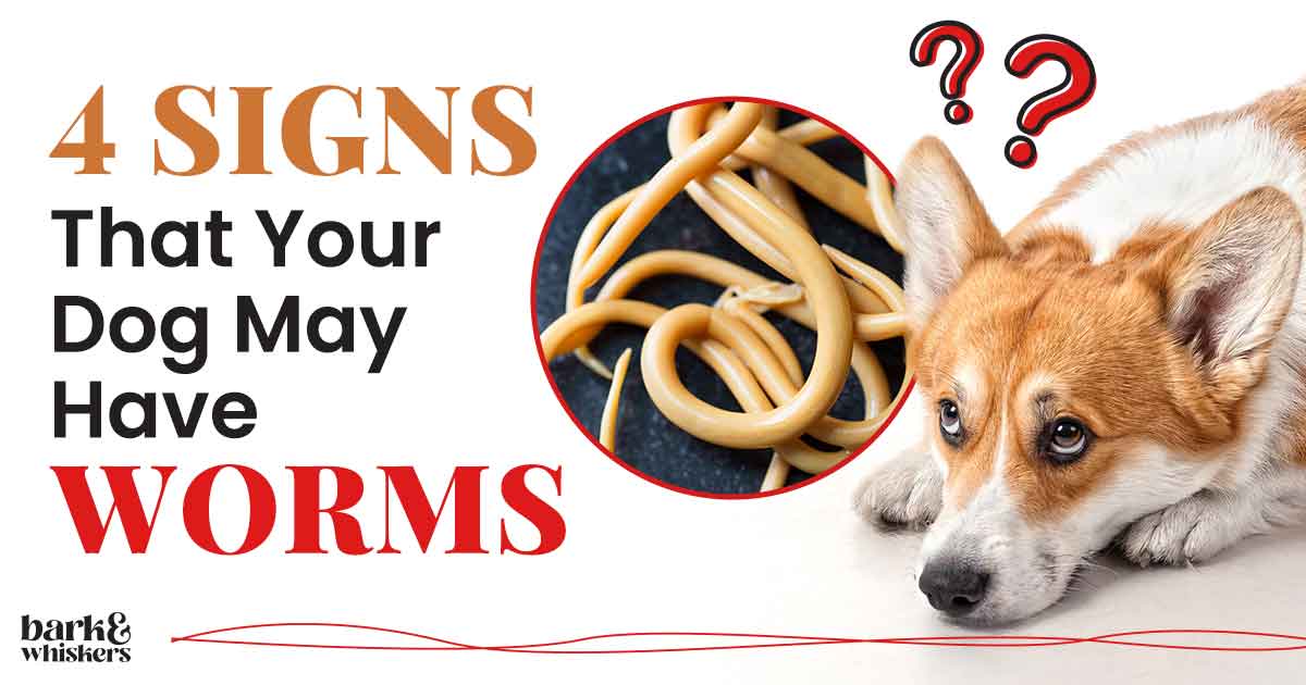 Hookworms In Dogs Poop