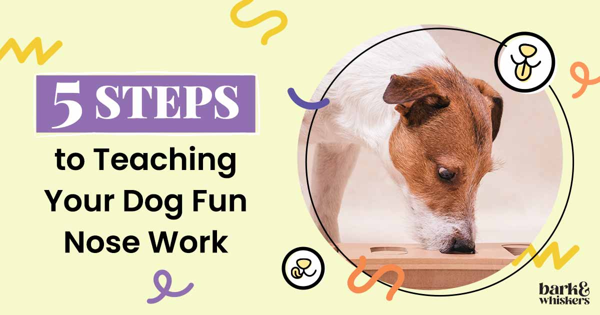 https://www.barkandwhiskers.com/content/images/2023/08/5-Steps-to-Teaching-Your-Dog-Fun-Nose-Work.jpg