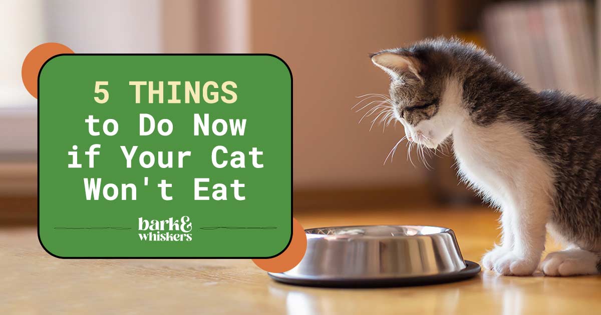 5 Things to Do Now if Your Cat Won't Eat