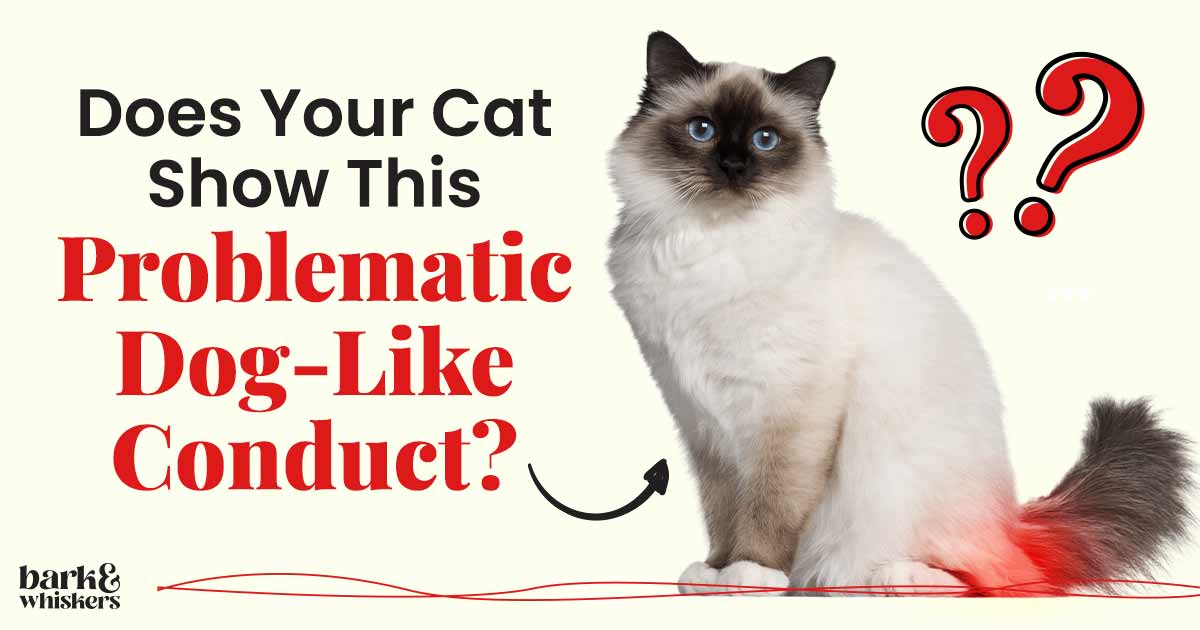 Scooting Does Your Cat Show This Problematic DogLike Conduct?