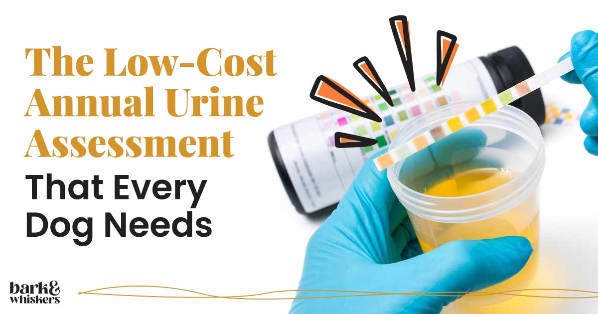 The LowCost Annual Urine Assessment That Every Dog Needs