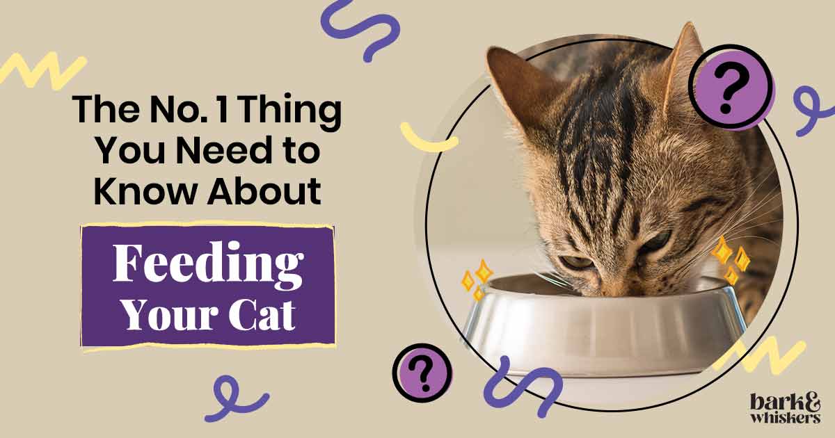 The No. 1 Thing You Need to Know About Feeding Your Cat