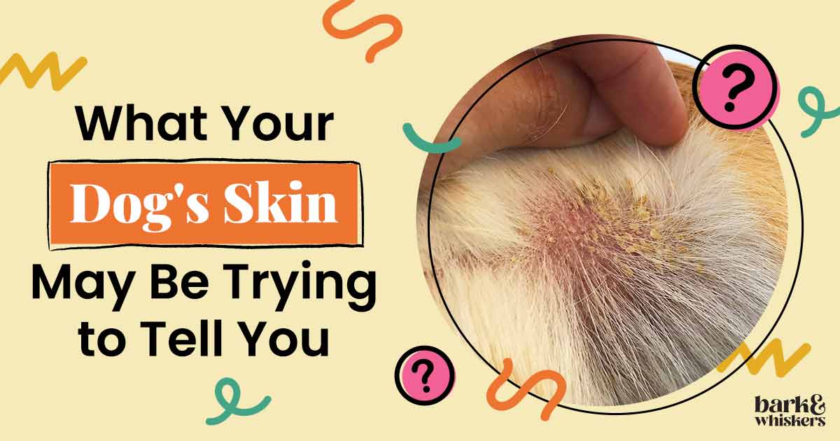 what-your-dog-s-skin-may-be-trying-to-tell-you