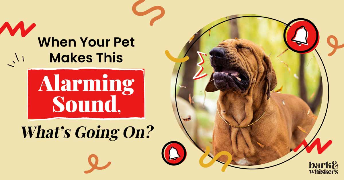 Here’s What’s Going On When Your Dog Keeps Sneezing