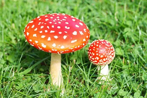 Amanita muscaria