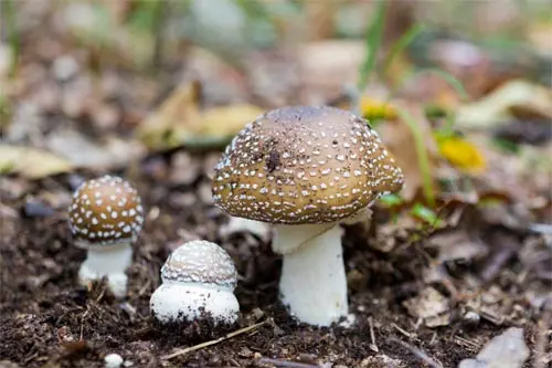 Amanita pantherina