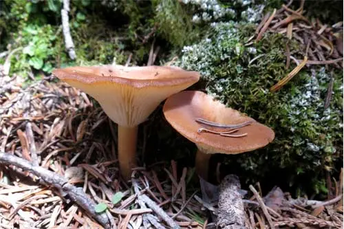 Clitocybe