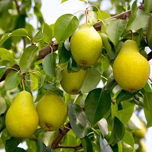Pears: did you know?