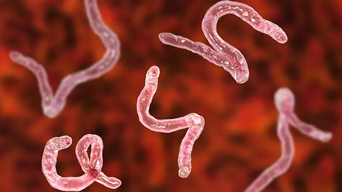 Hookworm