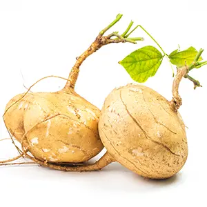 jicama fun fact