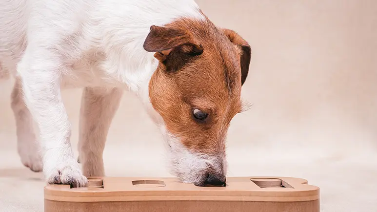 5 Steps to Teaching Your Dog Fun Nose Work