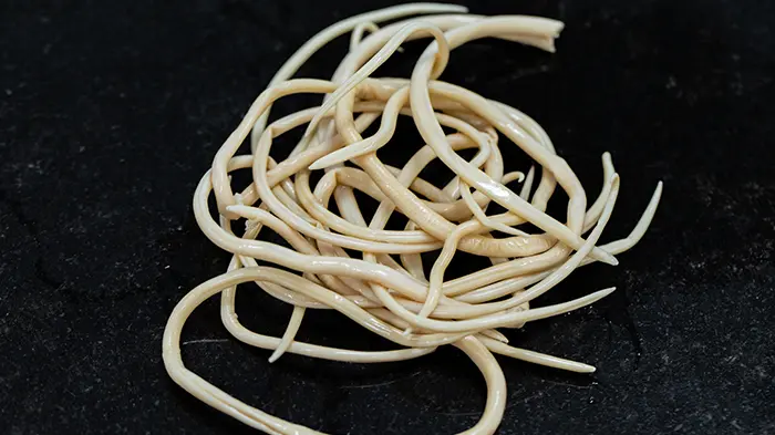 Roundworms