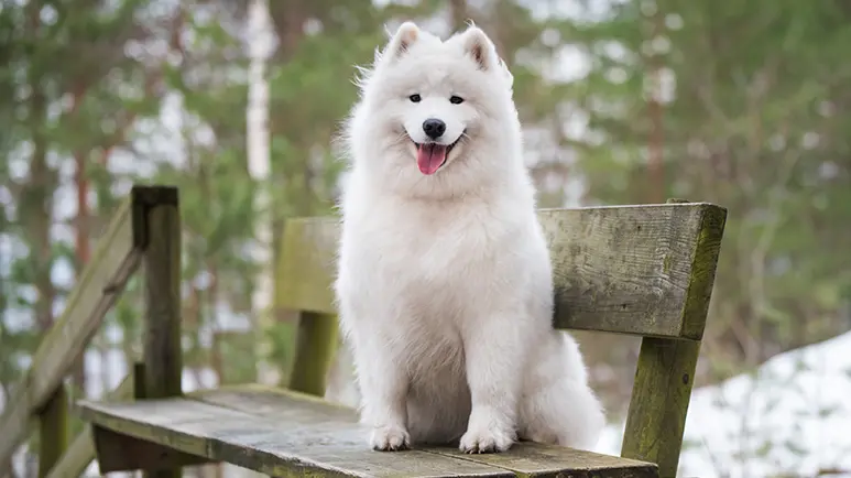 samoyed