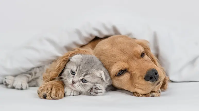 Cat upset deals stomach remedy