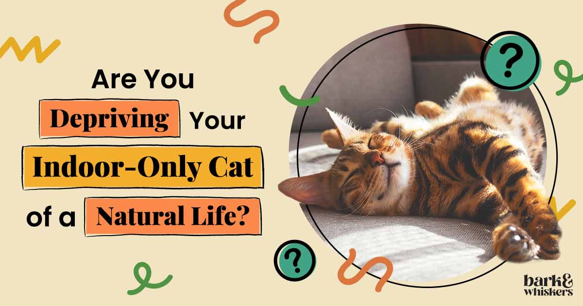 Are You Depriving Your IndoorOnly Cat of a Natural Life?