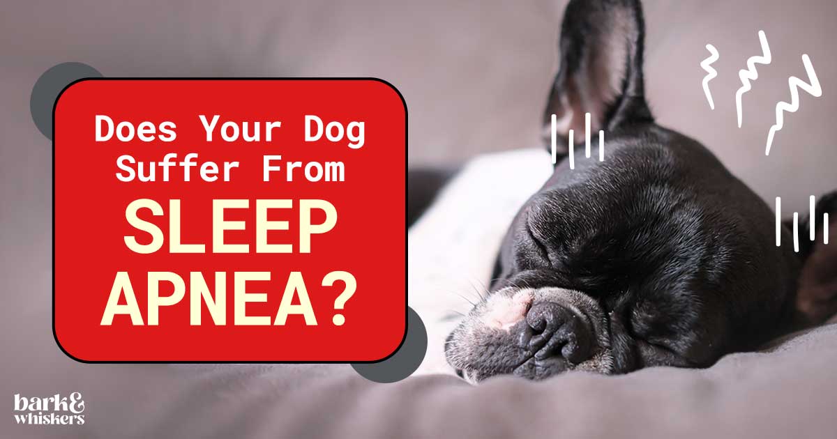 Does Your Dog Suffer From Sleep Apnea?