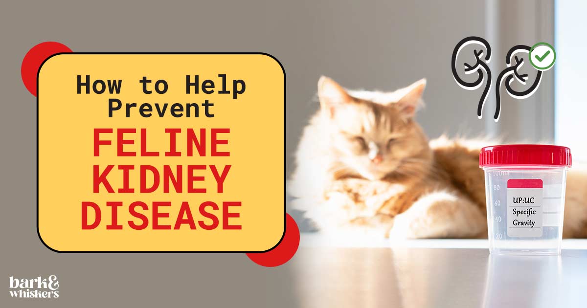 Probiotics for cats with kidney disease online
