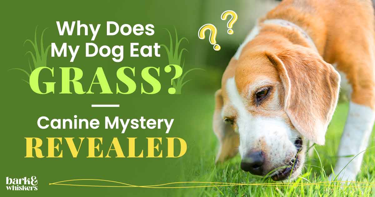 Why dogs eat grass dr sales karen becker