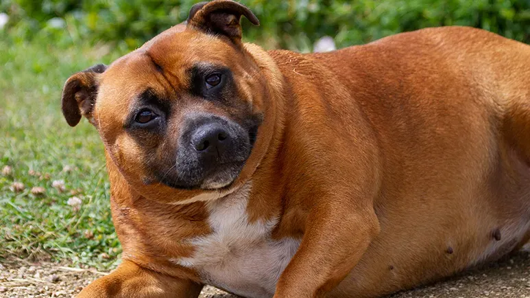 Canine Cushing s Disease